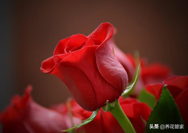 花语大全 寓意爱情，1000种花语大全