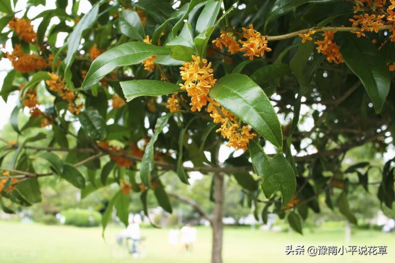 门口种什么植物对家庭好风水，家门口种什么树最吉祥