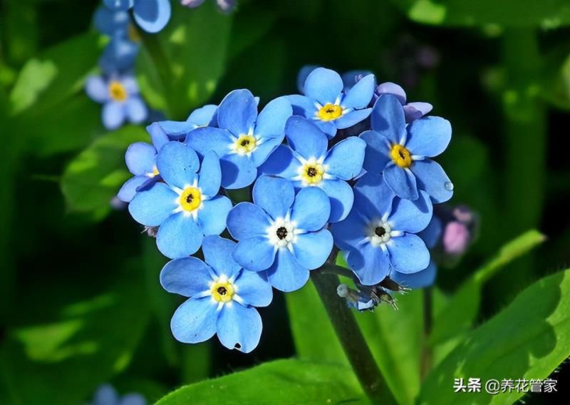 花语大全 寓意爱情，1000种花语大全