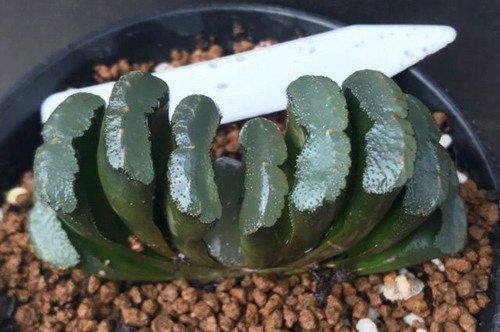 十大最贵的多肉排行榜，超大多肉喷泉