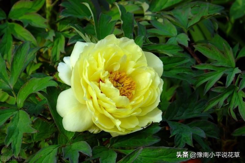 门口种什么植物对家庭好风水，家门口种什么树最吉祥