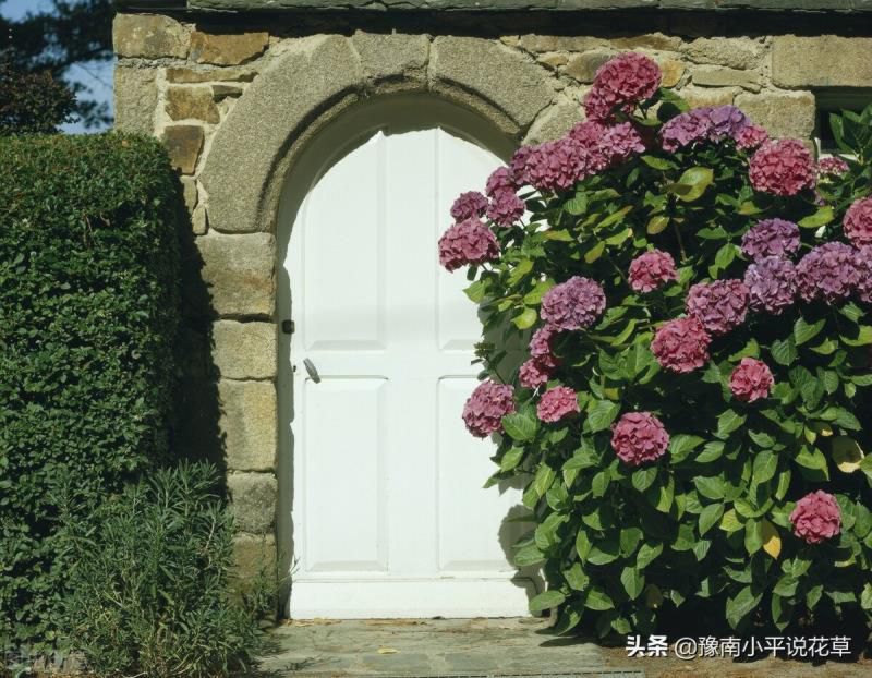 门口种什么植物对家庭好风水，家门口种什么树最吉祥