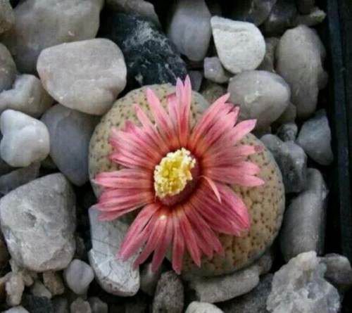 十大最贵的多肉排行榜，超大多肉喷泉