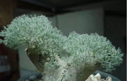 十大最贵的多肉排行榜，超大多肉喷泉