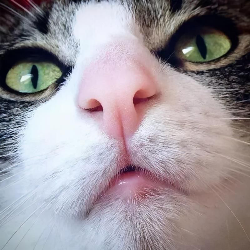 猫有六个特征尽量不要养的好的表现，猫和人的缘分是注定的