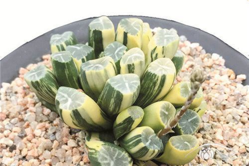 十大最贵的多肉排行榜，超大多肉喷泉