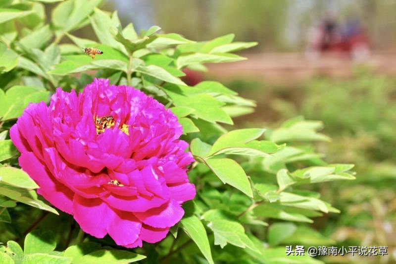 门口种什么植物对家庭好风水，家门口种什么树最吉祥