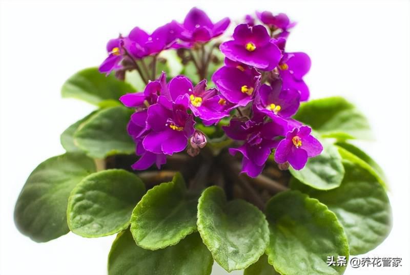 花语大全 寓意爱情，1000种花语大全