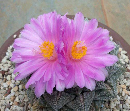 十大最贵的多肉排行榜，超大多肉喷泉