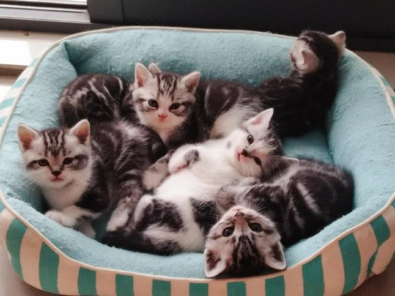 猫有六个特征尽量不要养的好的表现，猫和人的缘分是注定的