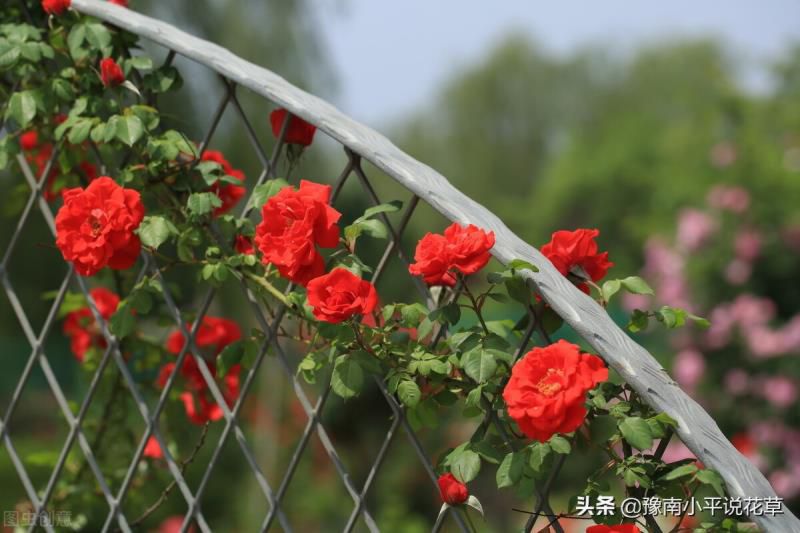 门口种什么植物对家庭好风水，家门口种什么树最吉祥