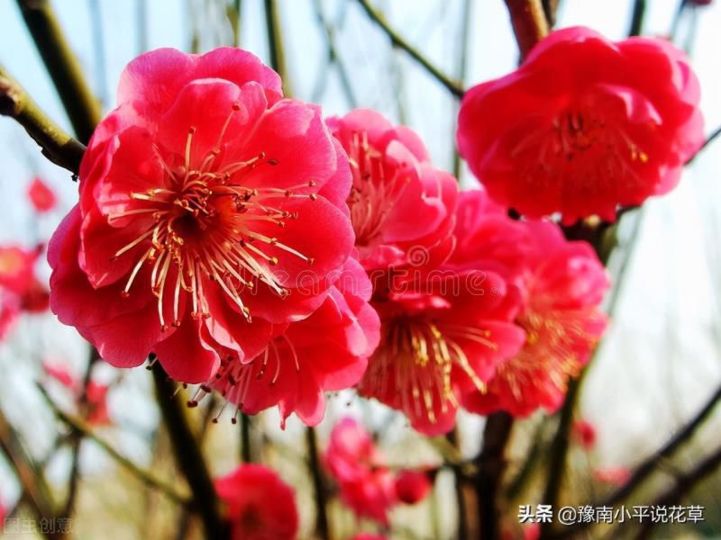 门口种什么植物对家庭好风水，家门口种什么树最吉祥