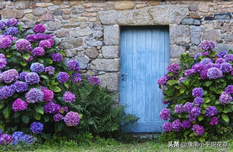 门口种什么植物对家庭好风水，家门口种什么树最吉祥