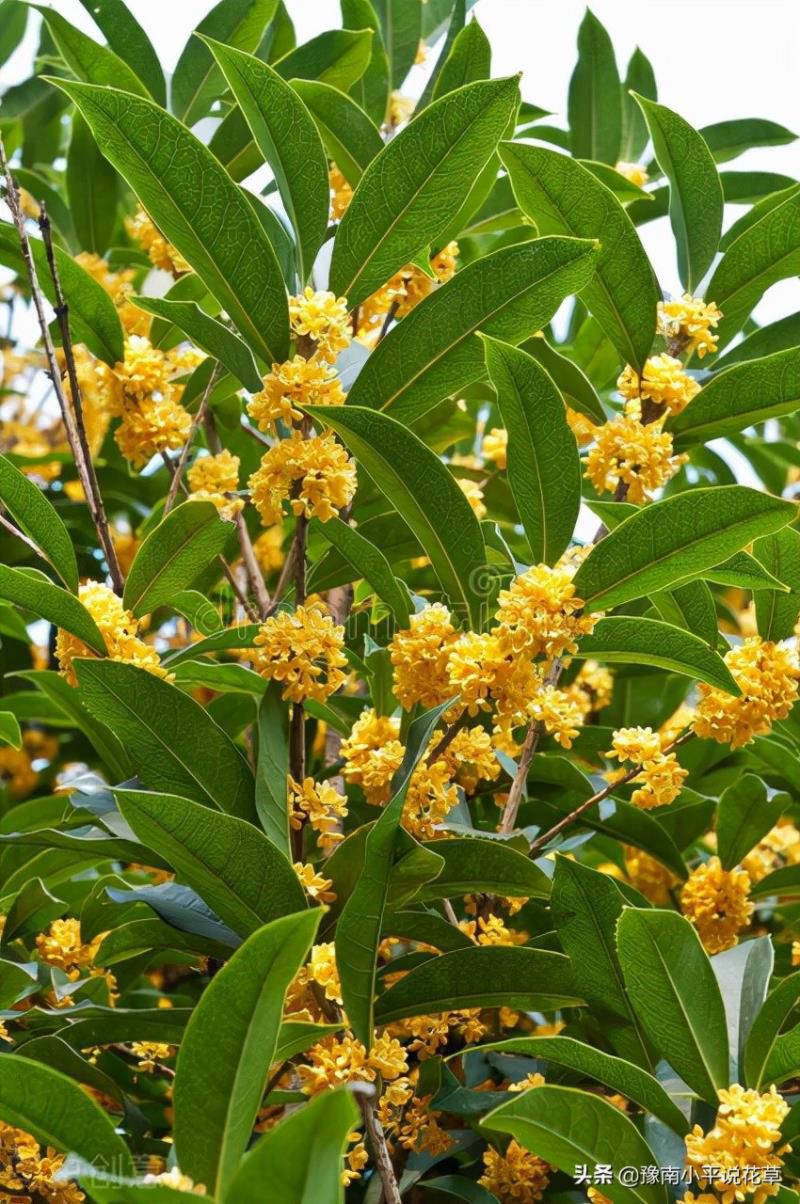 门口种什么植物对家庭好风水，家门口种什么树最吉祥