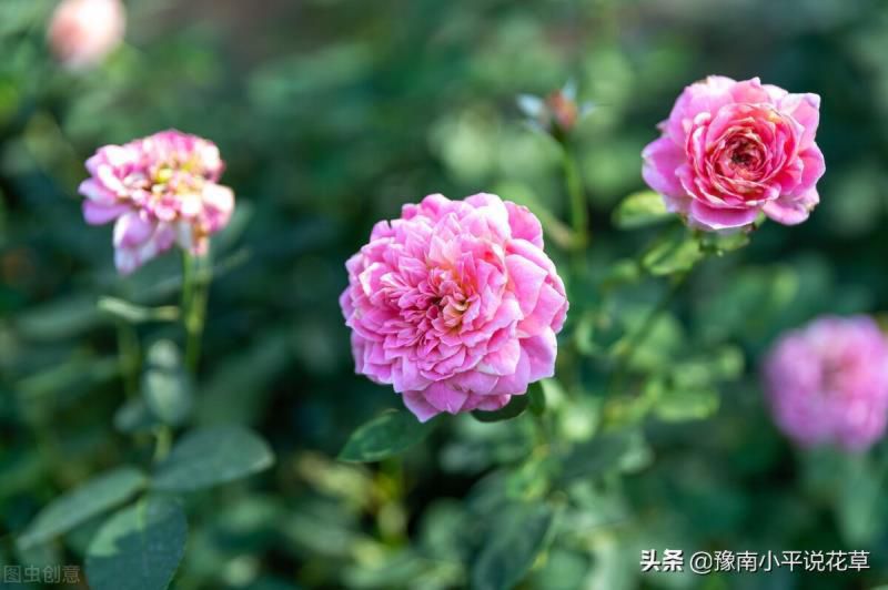 门口种什么植物对家庭好风水，家门口种什么树最吉祥