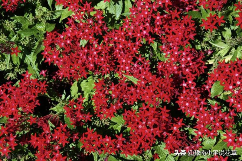 门口种什么植物对家庭好风水，家门口种什么树最吉祥