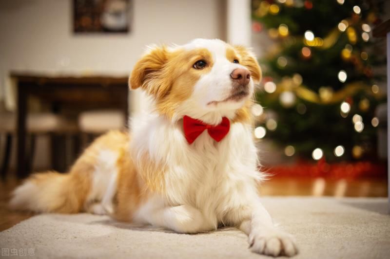 十大对人类有益害的动物，对大自然有益的动物有哪些