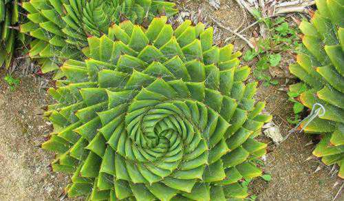 十大最贵的多肉排行榜，超大多肉喷泉