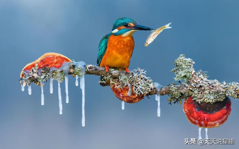 谁是双鱼座女的宿命伴侣，最终注定娶双鱼女的星座