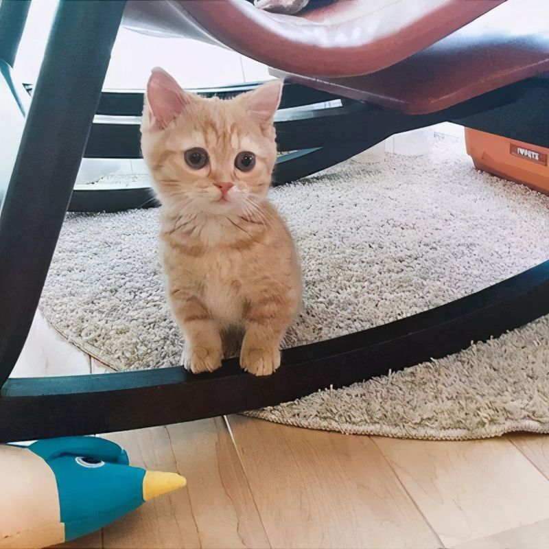 猫有六个特征尽量不要养的好的表现，猫和人的缘分是注定的