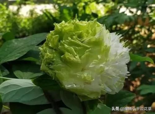 门口种什么植物对家庭好风水，家门口种什么树最吉祥