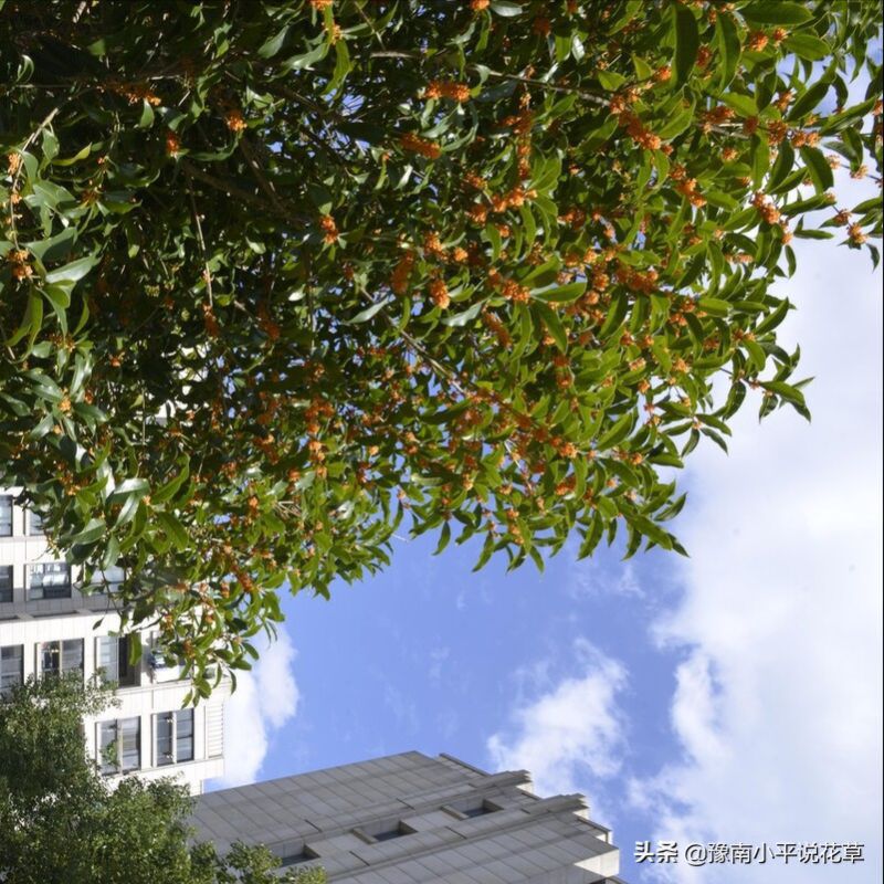 门口种什么植物对家庭好风水，家门口种什么树最吉祥