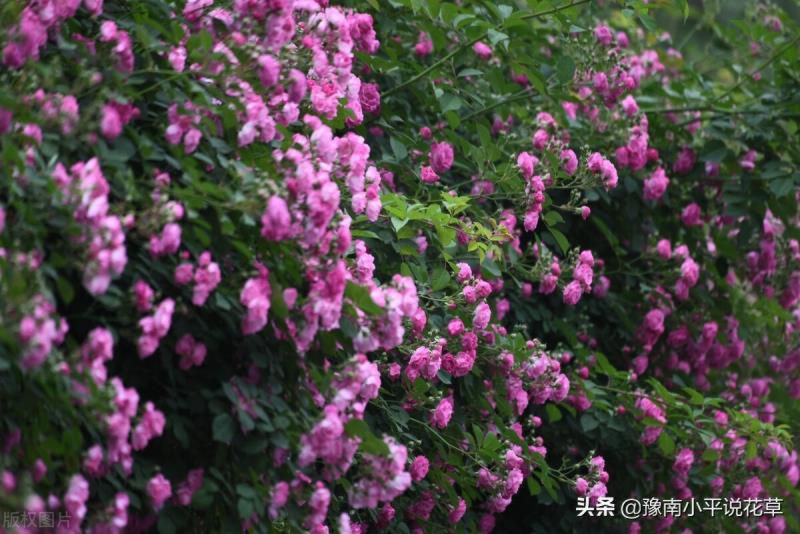 门口种什么植物对家庭好风水，家门口种什么树最吉祥