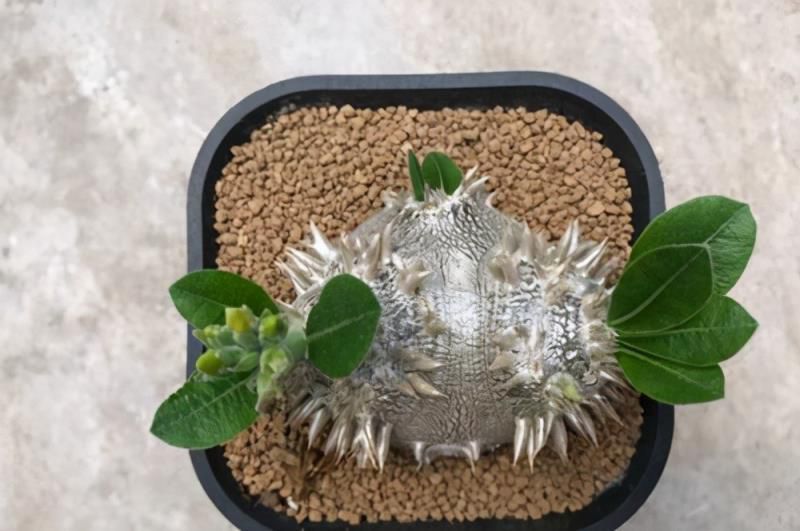 十大最贵的多肉排行榜，超大多肉喷泉