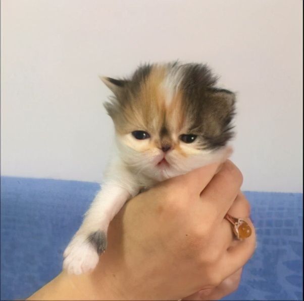 猫有六个特征尽量不要养的好的表现，猫和人的缘分是注定的