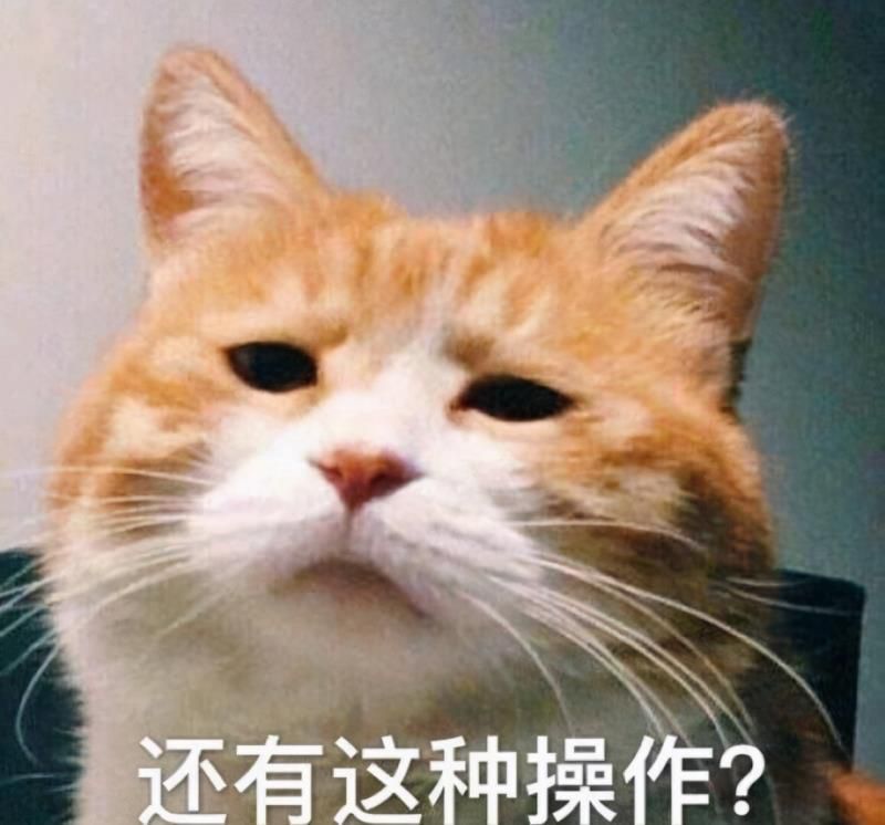 猫有六个特征尽量不要养的好的表现，猫和人的缘分是注定的