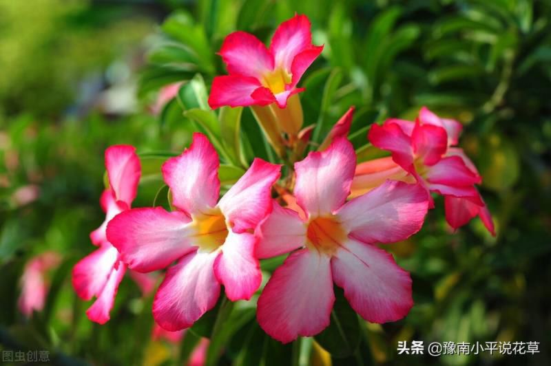 门口种什么植物对家庭好风水，家门口种什么树最吉祥