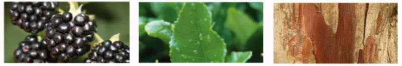 祖马龙香水味道排名女士，祖马龙香水味道介绍