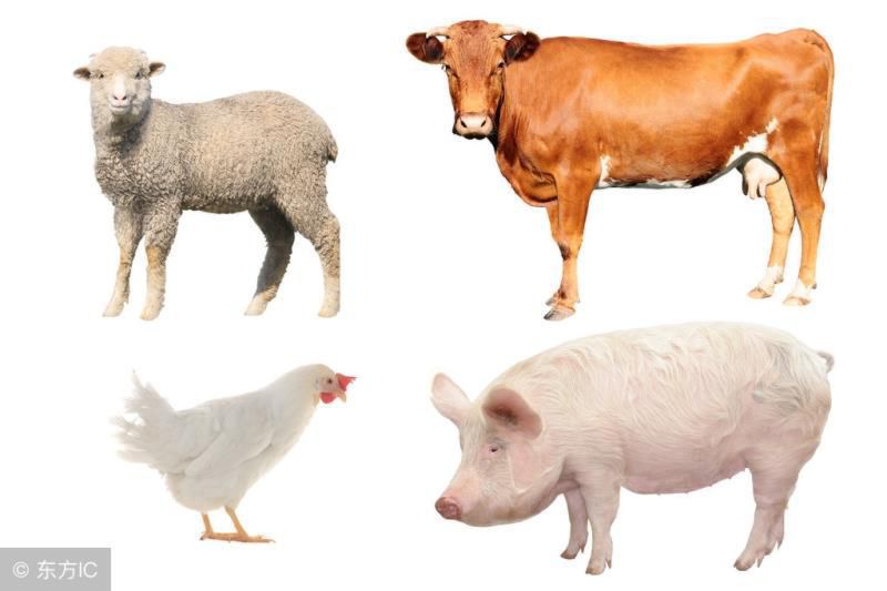 五果是哪五果图片，祭拜五果指的是哪五果