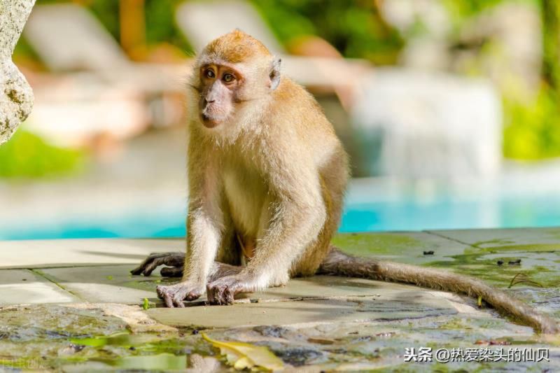 灵长类动物是指什么意思，灵长类动物包括人类吗