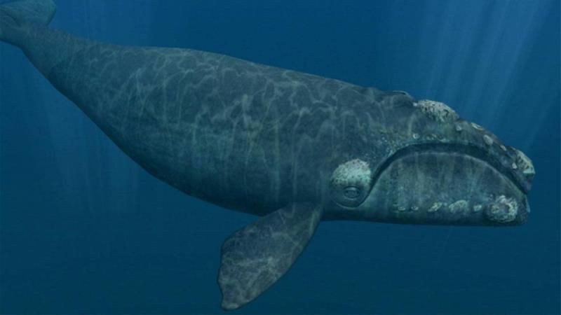 世界上寿命最长的动物排名，12生肖中哪个最长寿