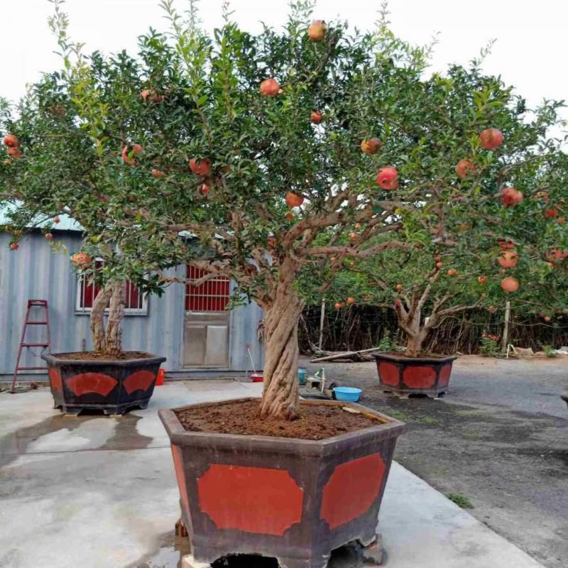 家门口种什么植物风水好又旺财耐寒，家门口种什么树最吉祥