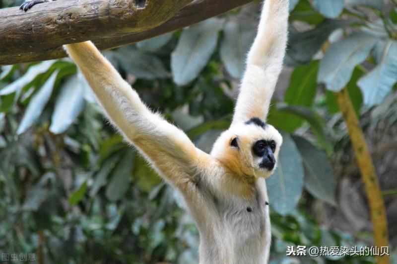 灵长类动物是指什么意思，灵长类动物包括人类吗