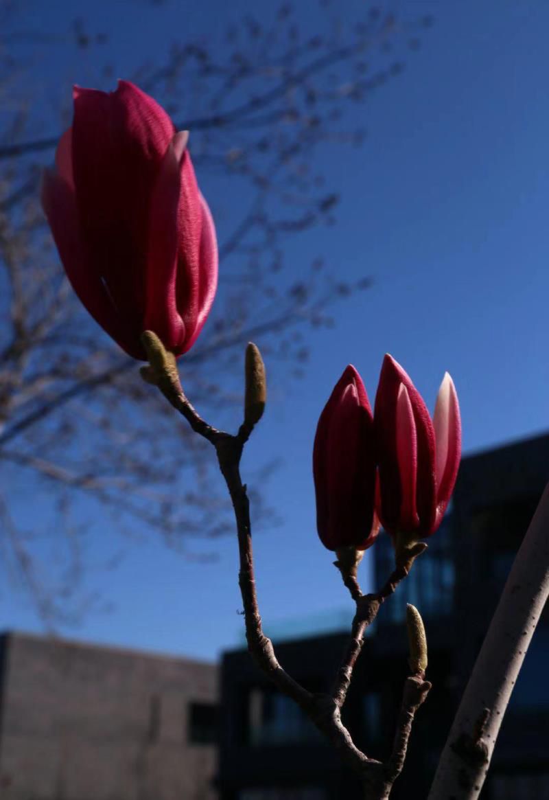 家门口种什么植物风水好又旺财耐寒，家门口种什么树最吉祥