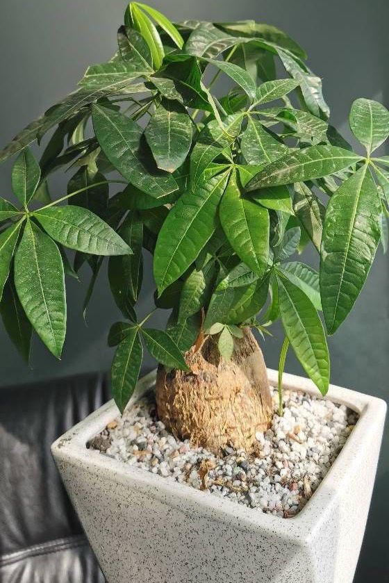 发财树怎么养才能更旺盛，发财树用什么肥料最好