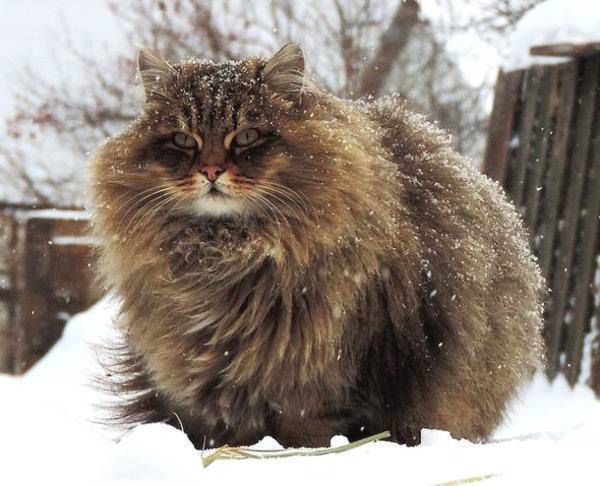 体型最大的猫品种排行，中国允许养的最大的猫