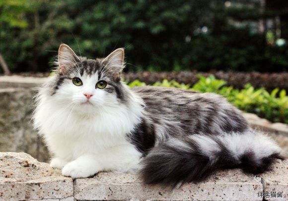 体型最大的猫品种排行，中国允许养的最大的猫