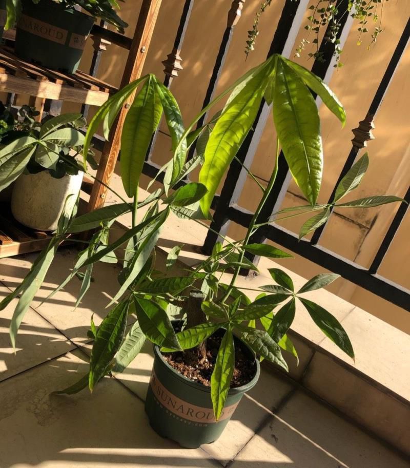 发财树怎么养才能更旺盛，发财树用什么肥料最好