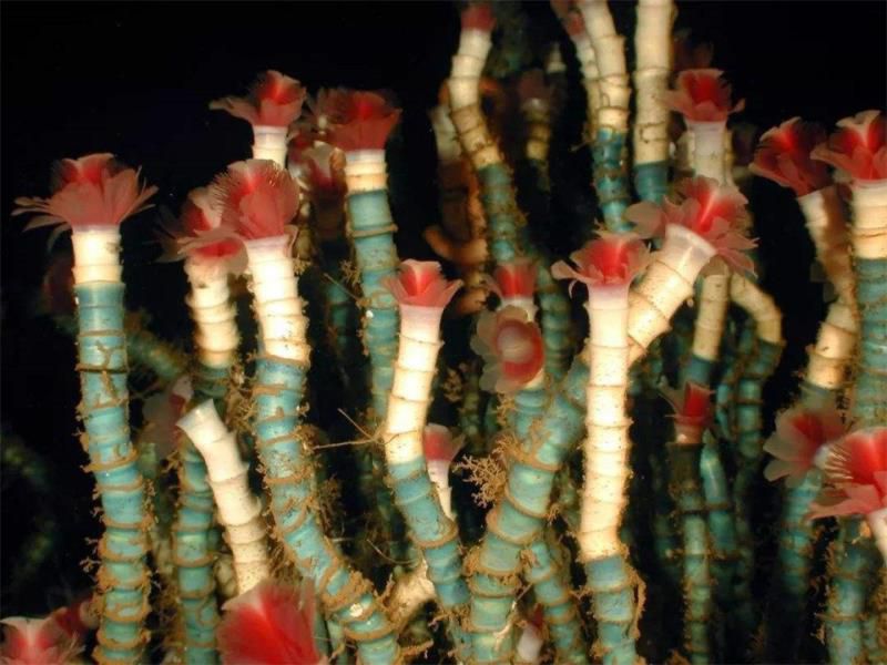 世界上寿命最长的动物排名，12生肖中哪个最长寿