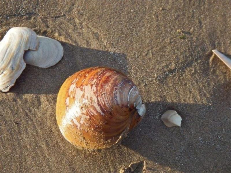 世界上寿命最长的动物排名，12生肖中哪个最长寿