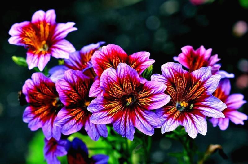 风象星座有哪些星座，水象土象火象风象星座