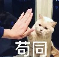 体型最大的猫品种排行，中国允许养的最大的猫