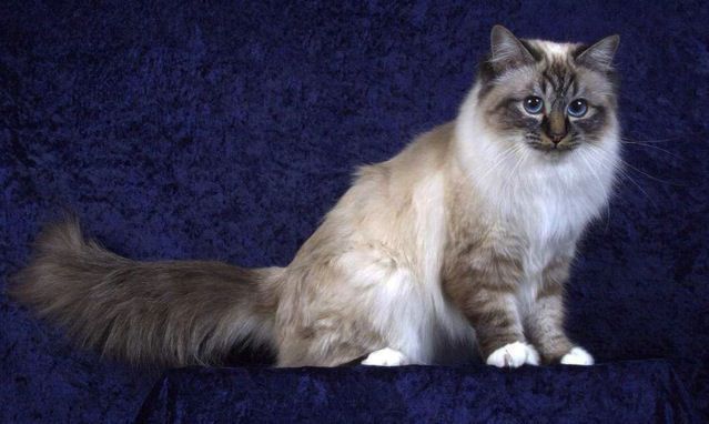 体型最大的猫品种排行，中国允许养的最大的猫