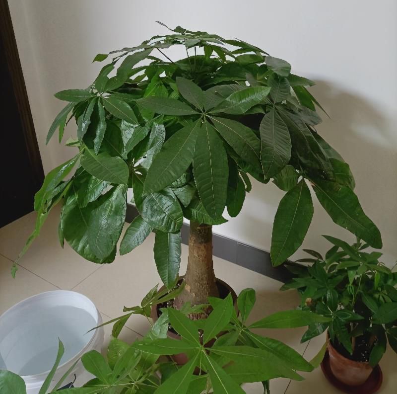 发财树怎么养才能更旺盛，发财树用什么肥料最好