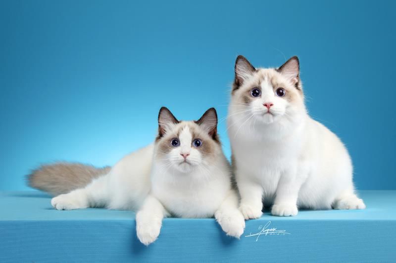 体型最大的猫品种排行，中国允许养的最大的猫