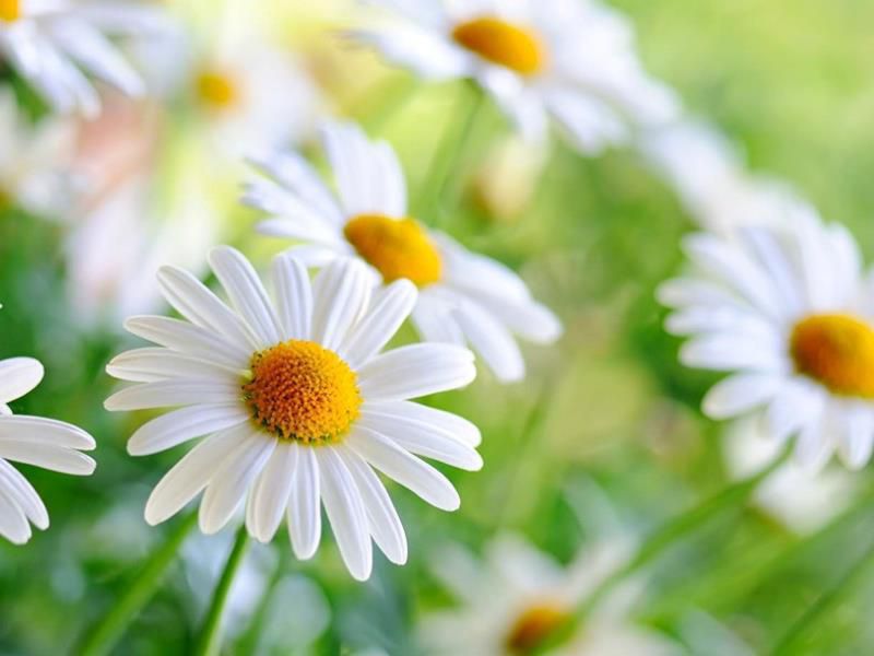 风象星座有哪些星座，水象土象火象风象星座